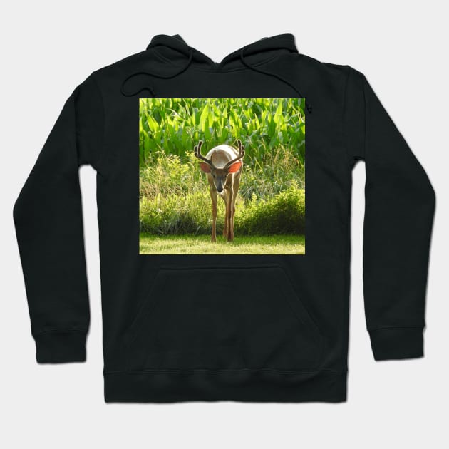 Whitetail Deer, Wild Animals, Wildlife Photography, Gifts Hoodie by sandyo2ly